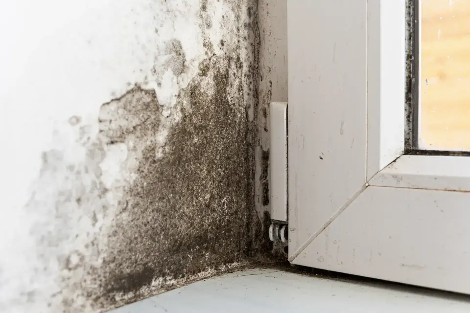 Your Local Carrollwood Village Water Damage Experts — Carrollwood Village, FL